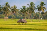 brown nipa hut on green grass field during daytime