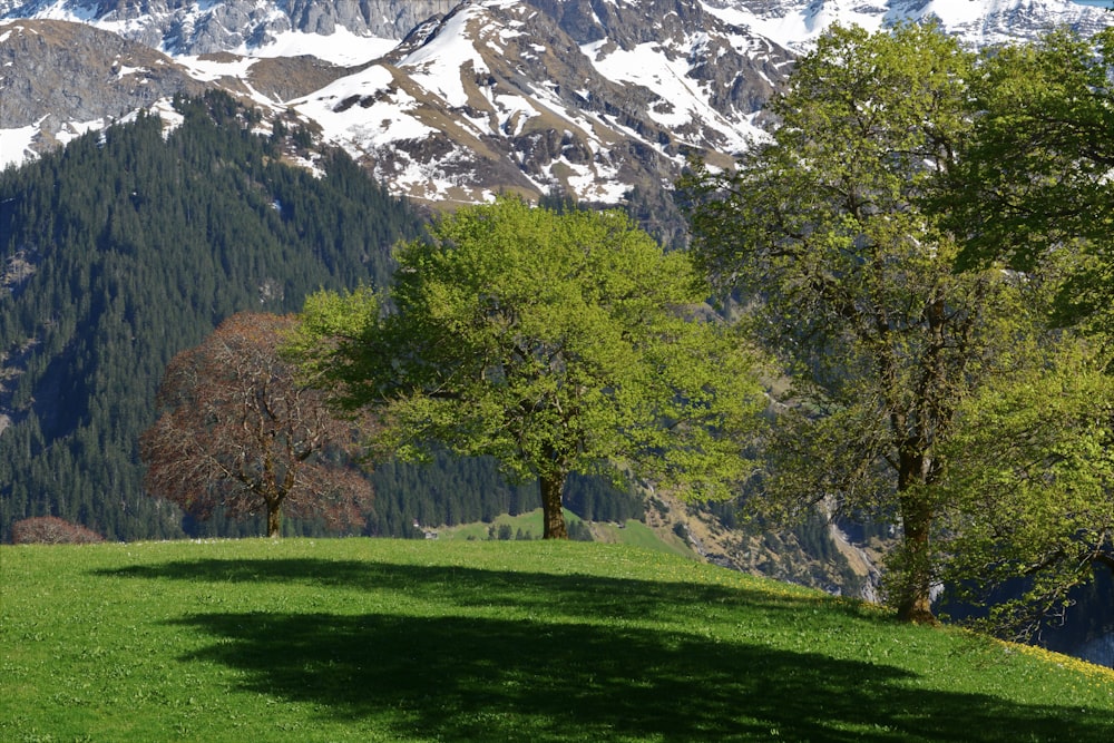 campo di erba verde con alberi e montagna coperta di neve in lontananza