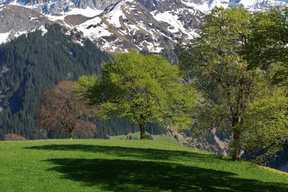 green grass field with trees and snow covered mountain in distance