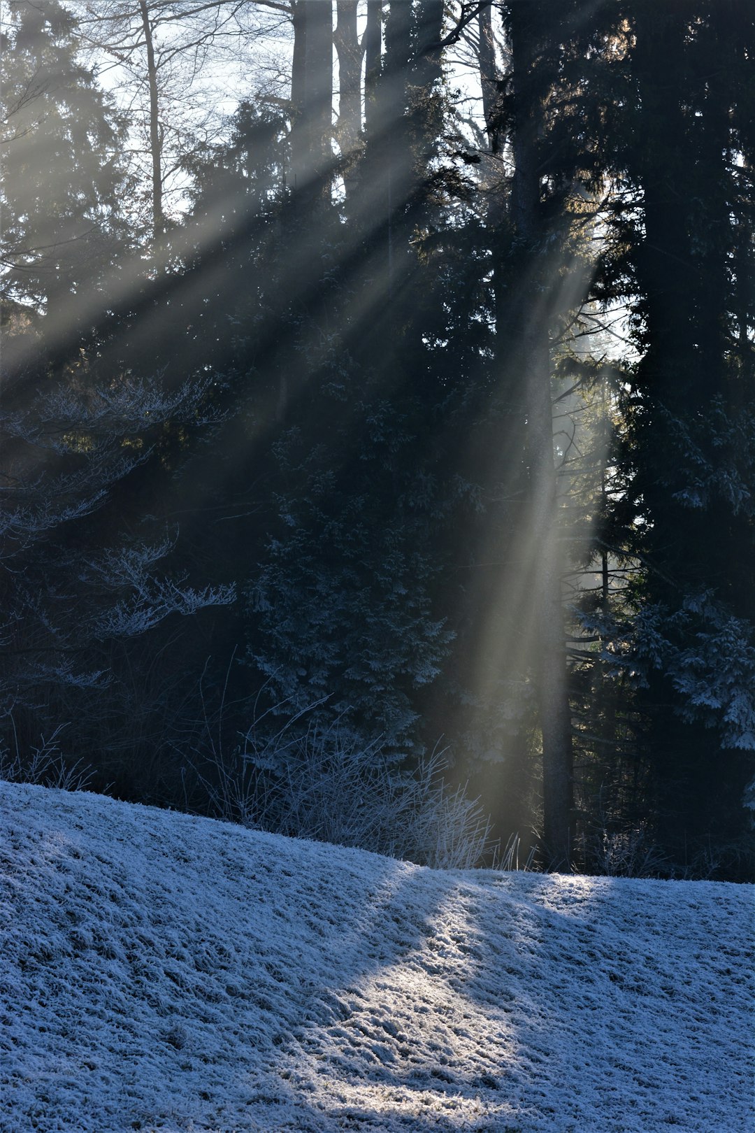 snow covered trees during daytime