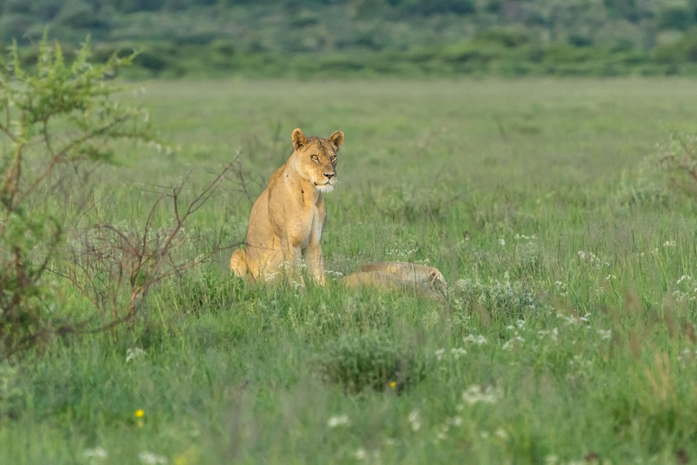 brown lioness on green grass field during daytime