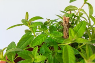 green leaves with brown stem