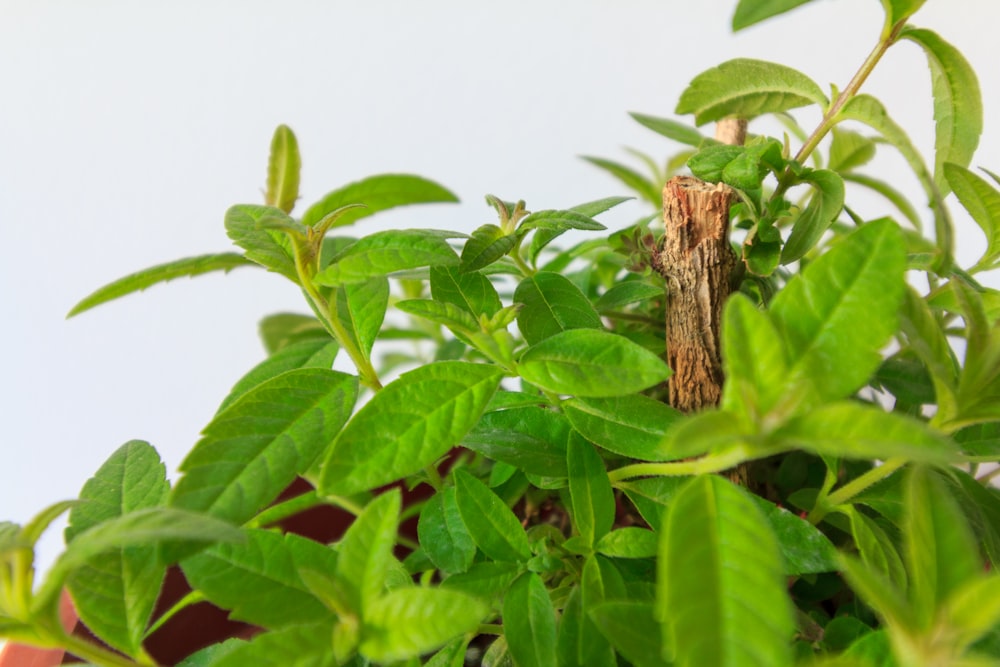 green leaves with brown stem