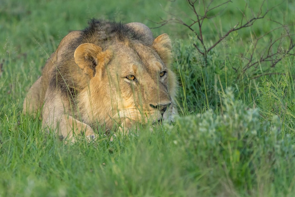 lion lying on green grass during daytime