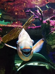 A happy pet owner interacting with their aquatic pets.