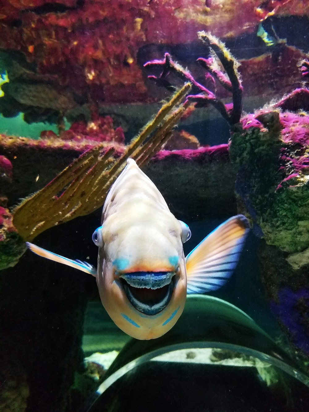 peixes amarelos e brancos no tanque de peixes