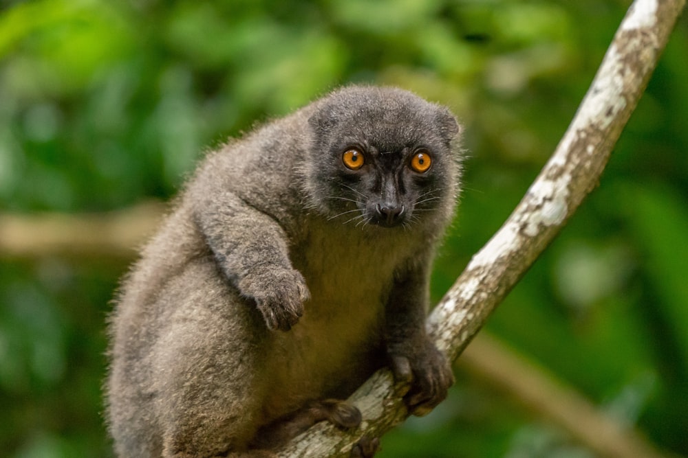 two gray and brown monkeys on brown tree branch during daytime