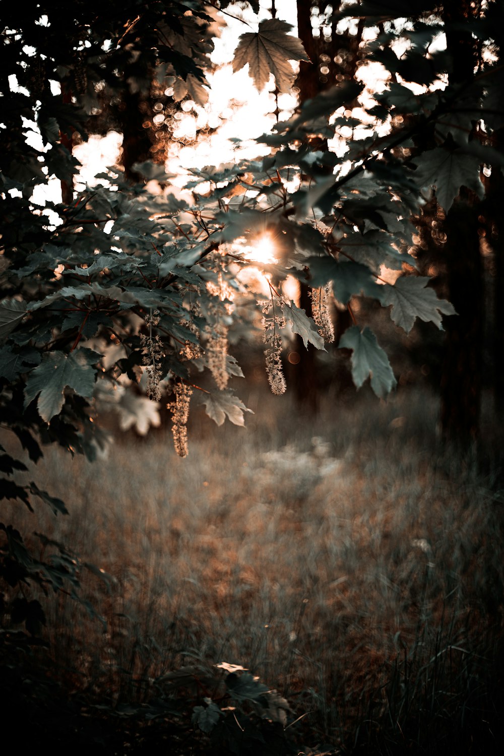 green and brown grass field