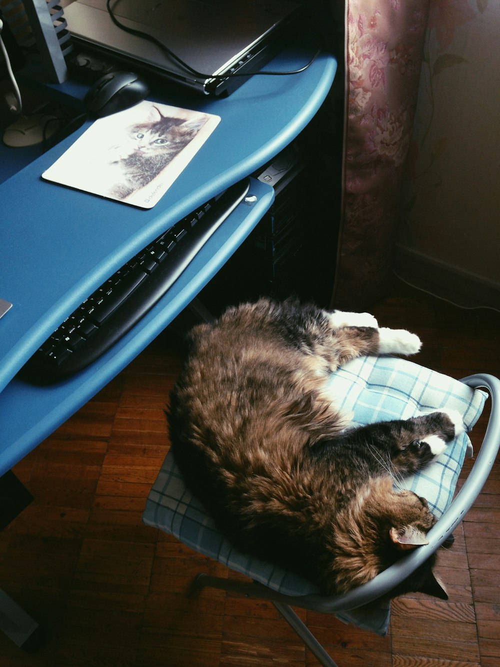 black and white cat lying on blue plastic chair