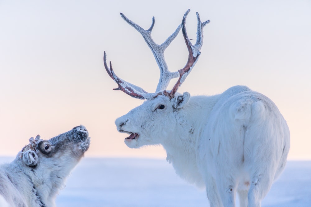 Ciervos blancos y marrones en suelo nevado