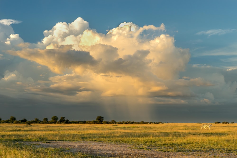 campo de hierba verde bajo nubes blancas y cielo azul durante el día