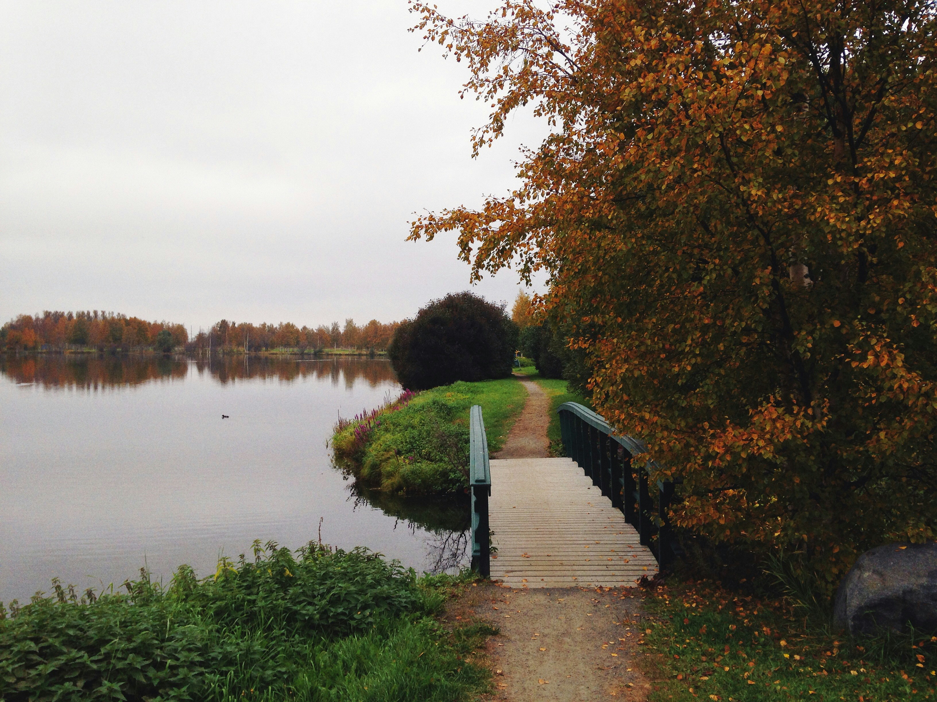 green trees beside river under white sky during daytime