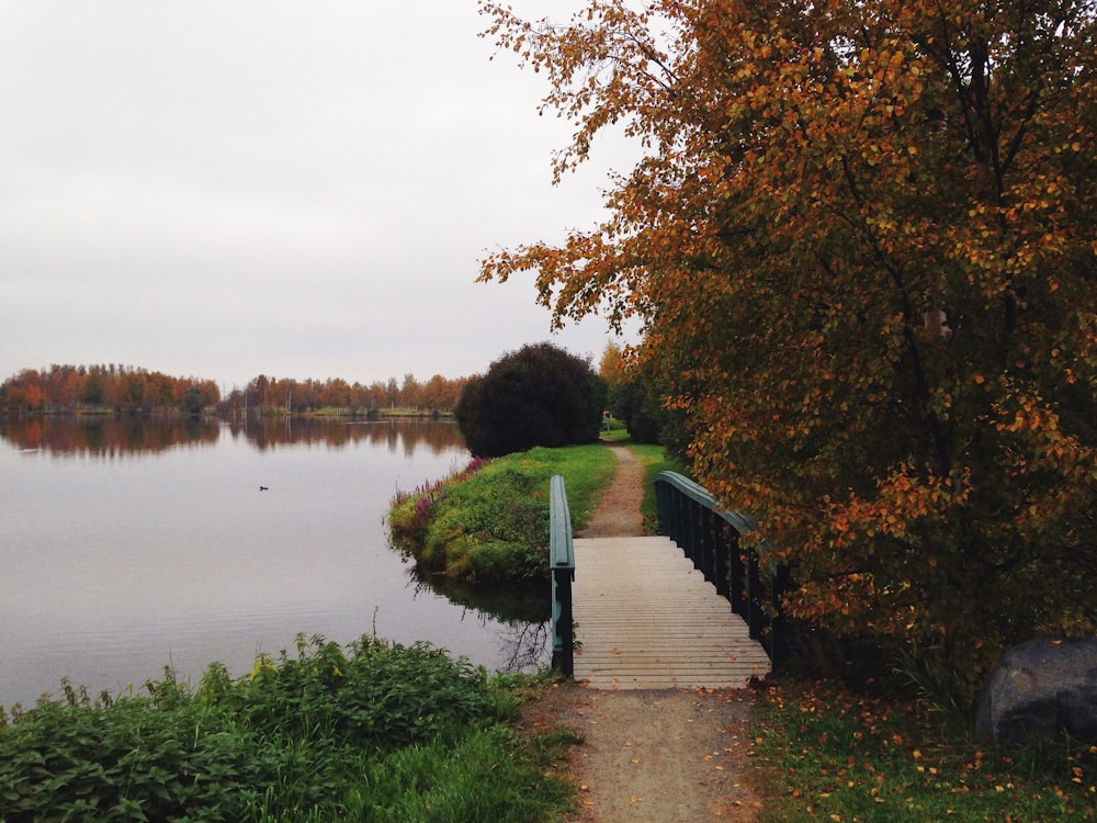 green trees beside river under white sky during daytime