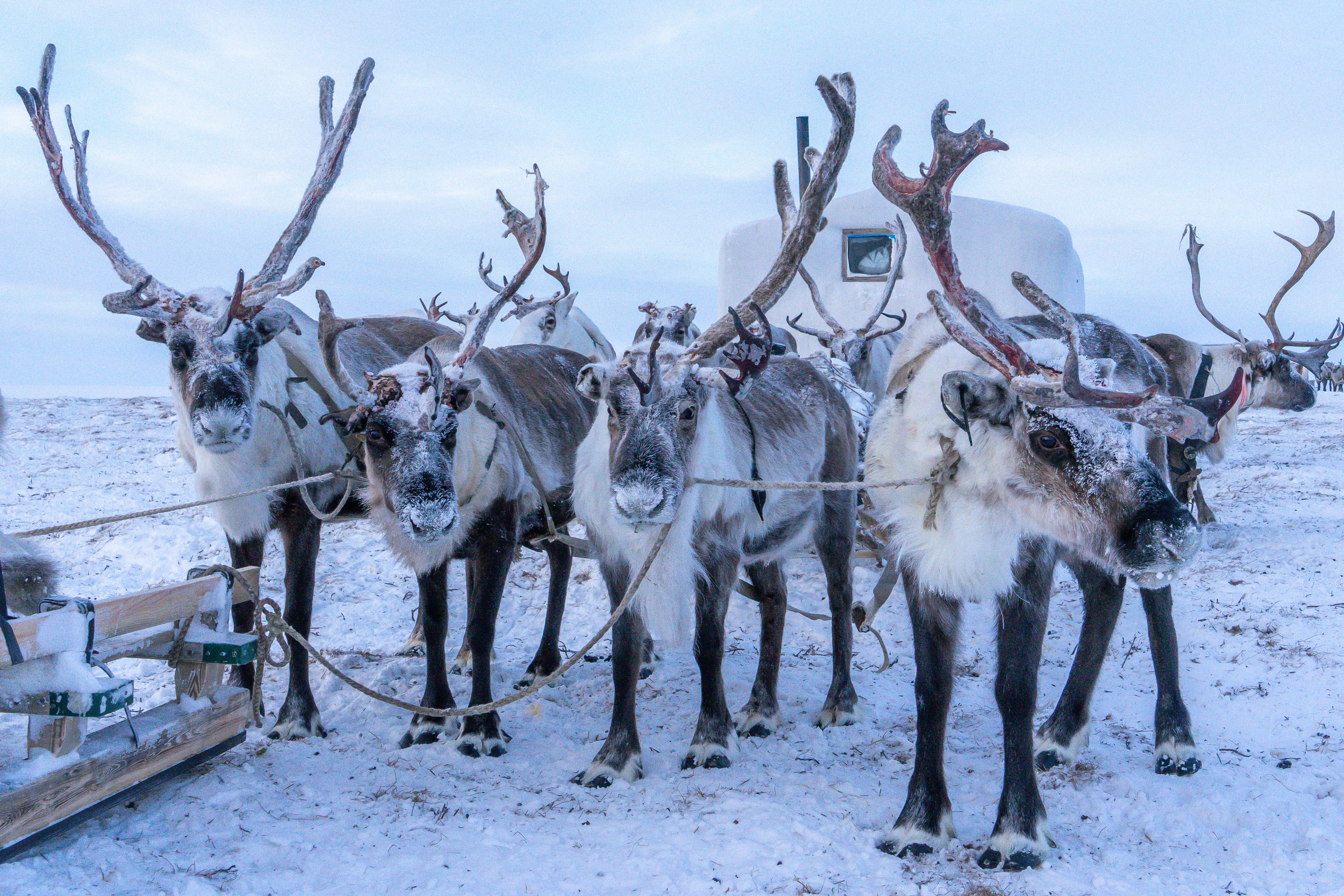 Market Call: Spotting Reindeers