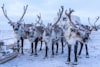 Market Call: Spotting Reindeers