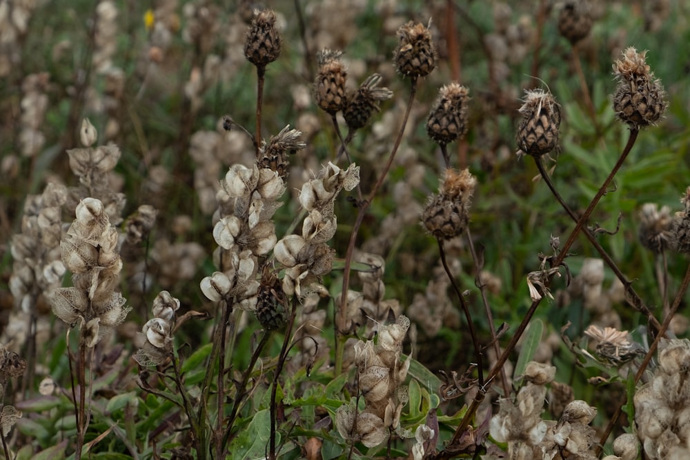 white and brown flowers in tilt shift lens