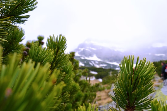 green pine tree near mountain during daytime in Malyovitsa Bulgaria