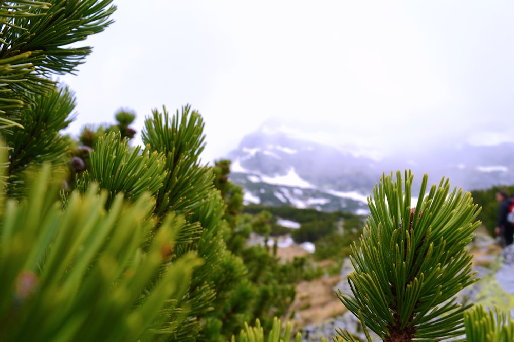 green pine tree near mountain during daytime