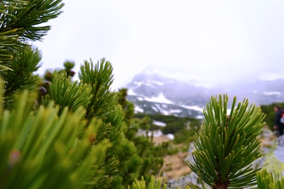 green pine tree near mountain during daytime bulgaria zoom background