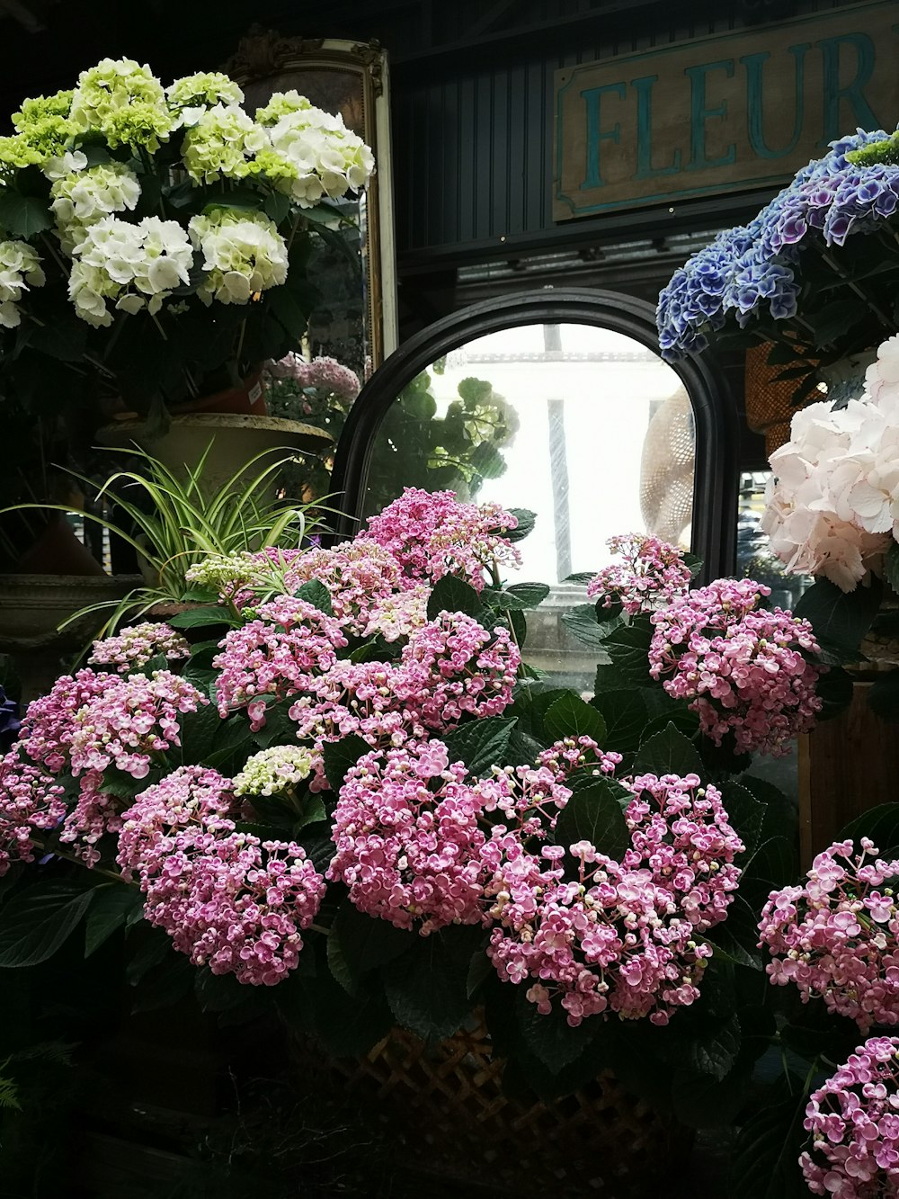 pink and white flowers on black plastic pot