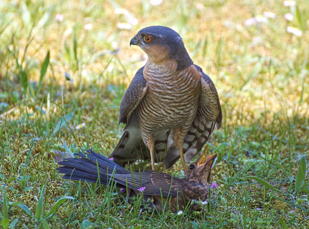 brown and black bird on green grass during daytime