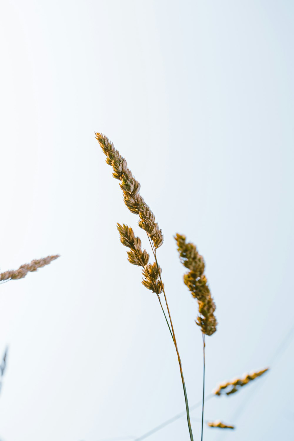 brown wheat in close up photography