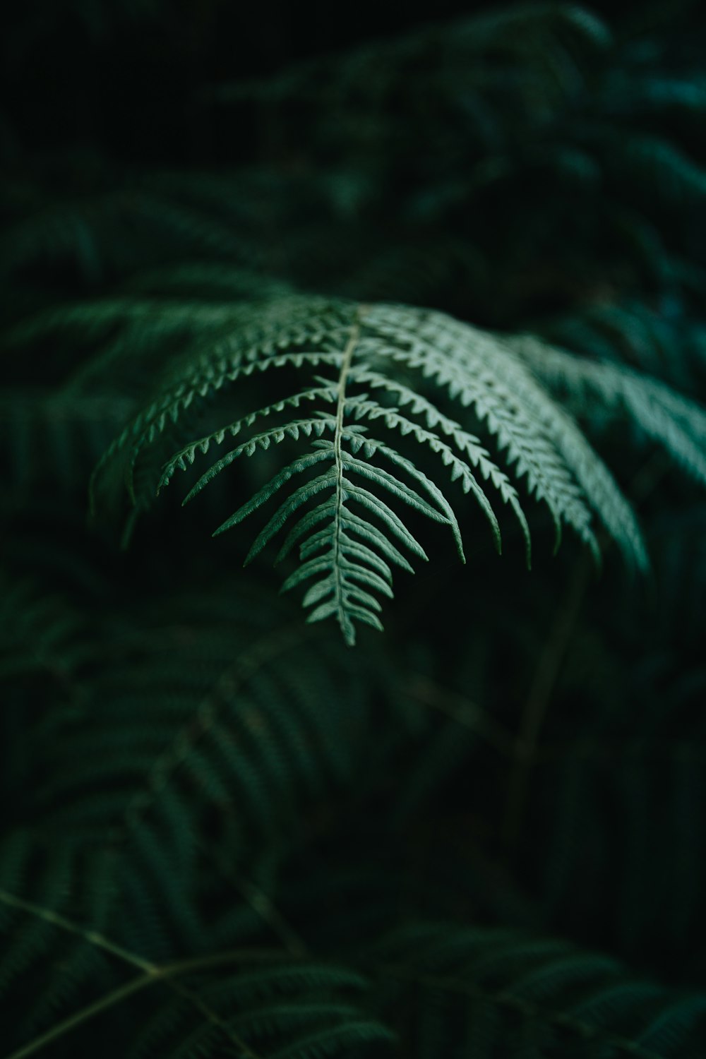 green fern plant in close up photography