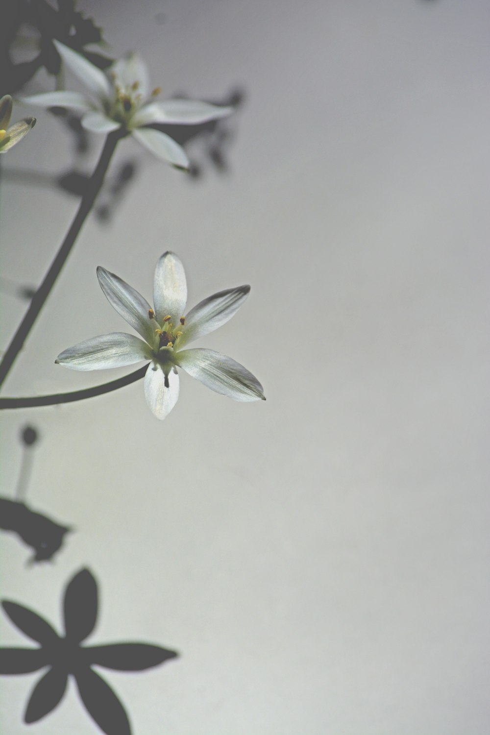 white flower with green leaves