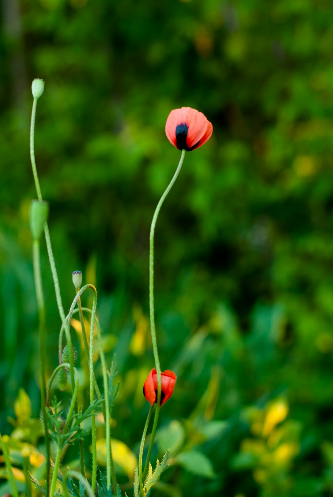 red flower in tilt shift lens