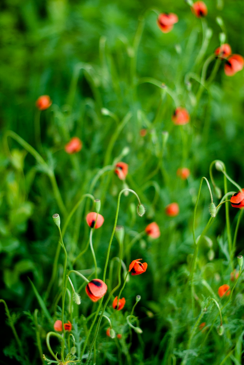 Flores rojas en lente de cambio de inclinación