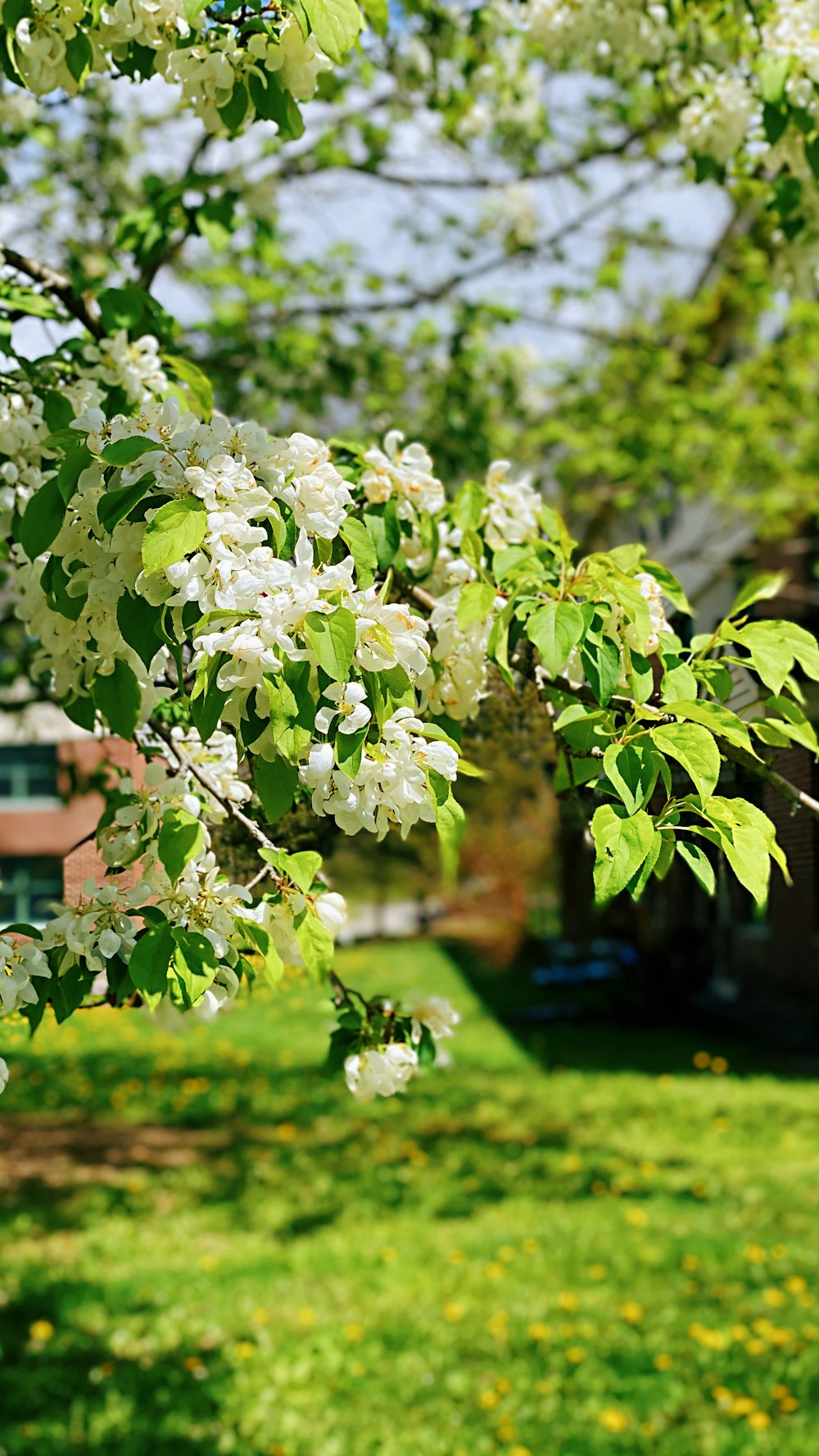 flores blancas con hojas verdes durante el día