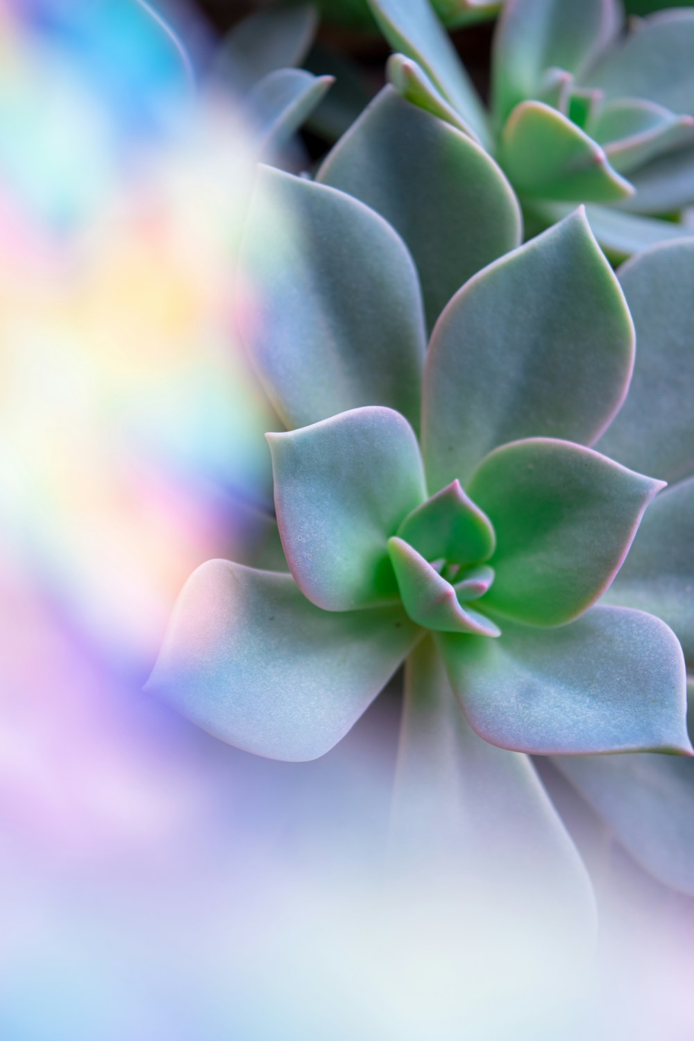 green succulent plant in close up photography