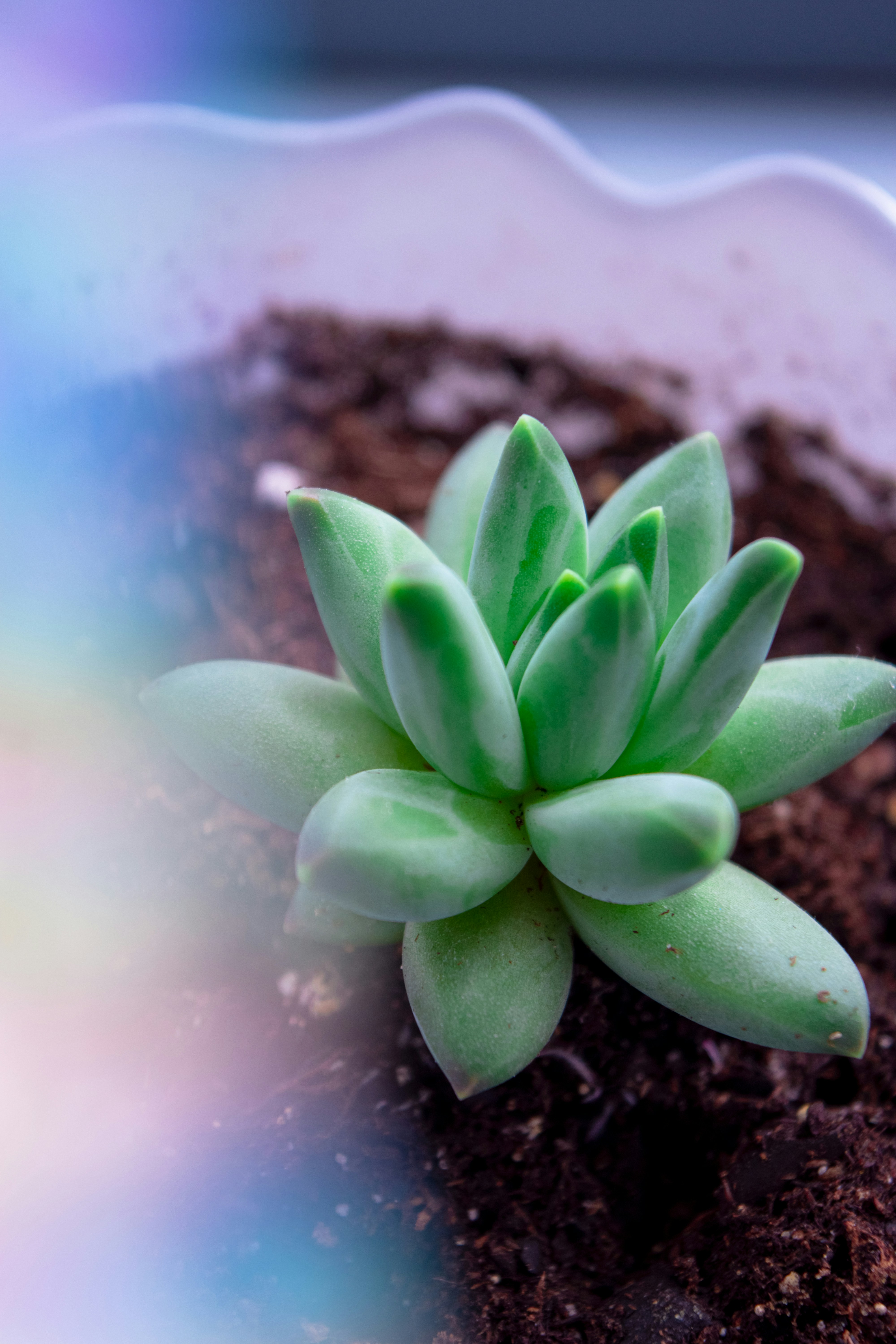 Büyüme hormonu tedavisi