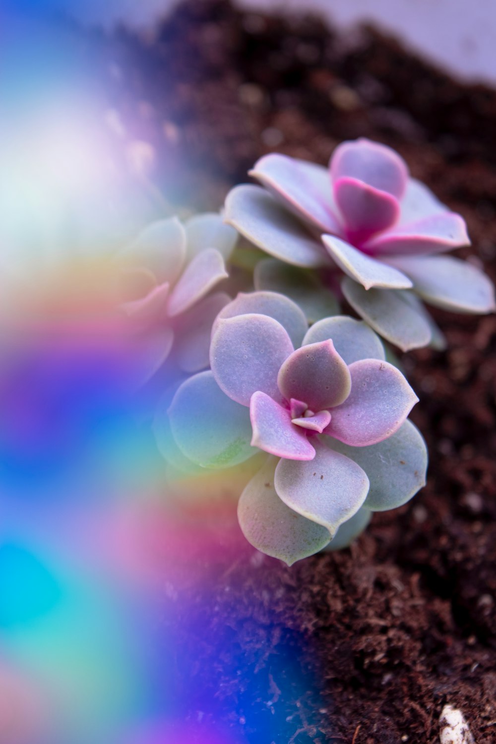 purple and white flower in tilt shift lens