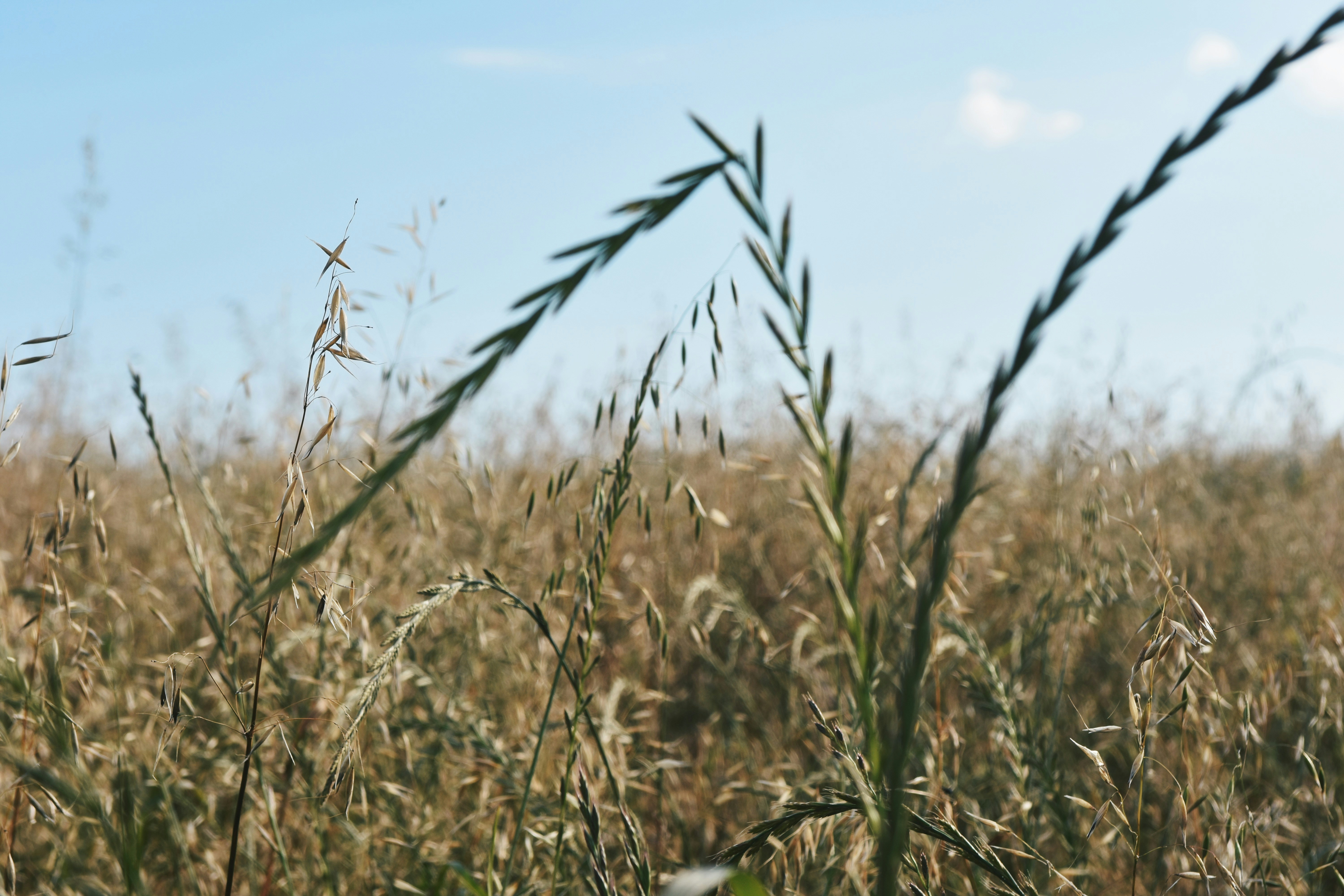 Photo by pedromealha