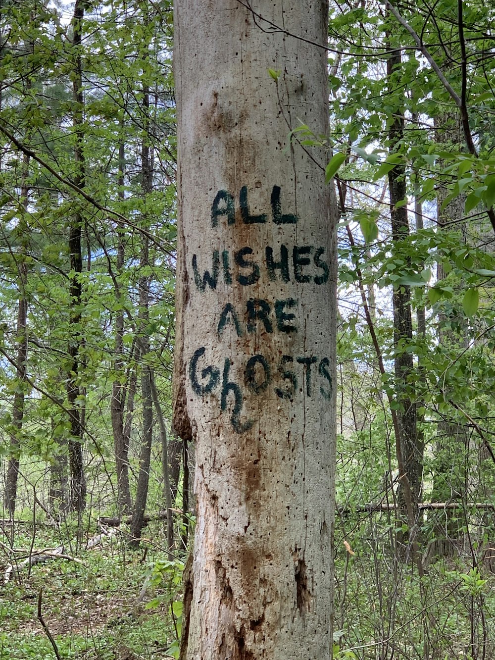 brown wooden signage on brown tree trunk