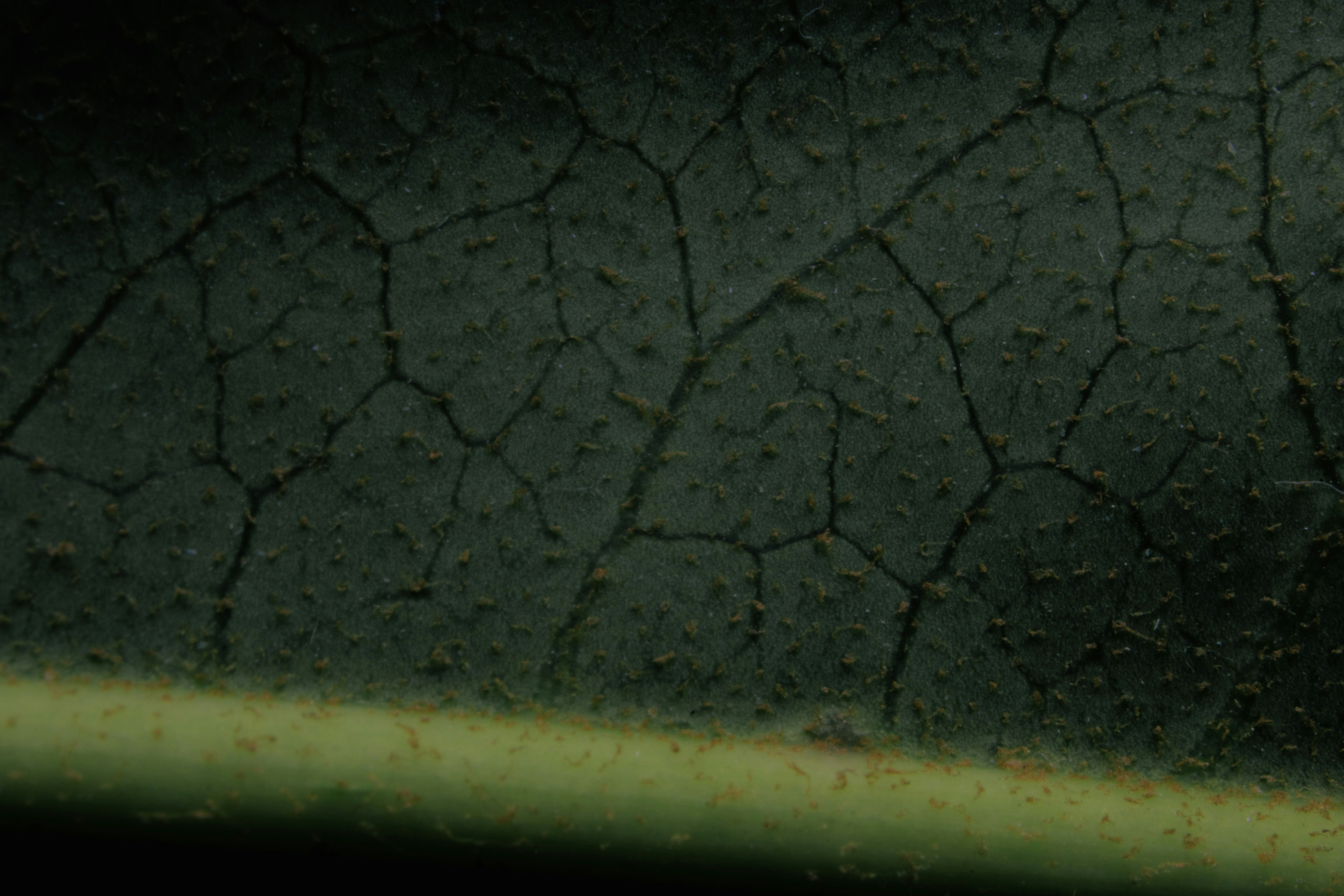 Photo by picsbyjameslee