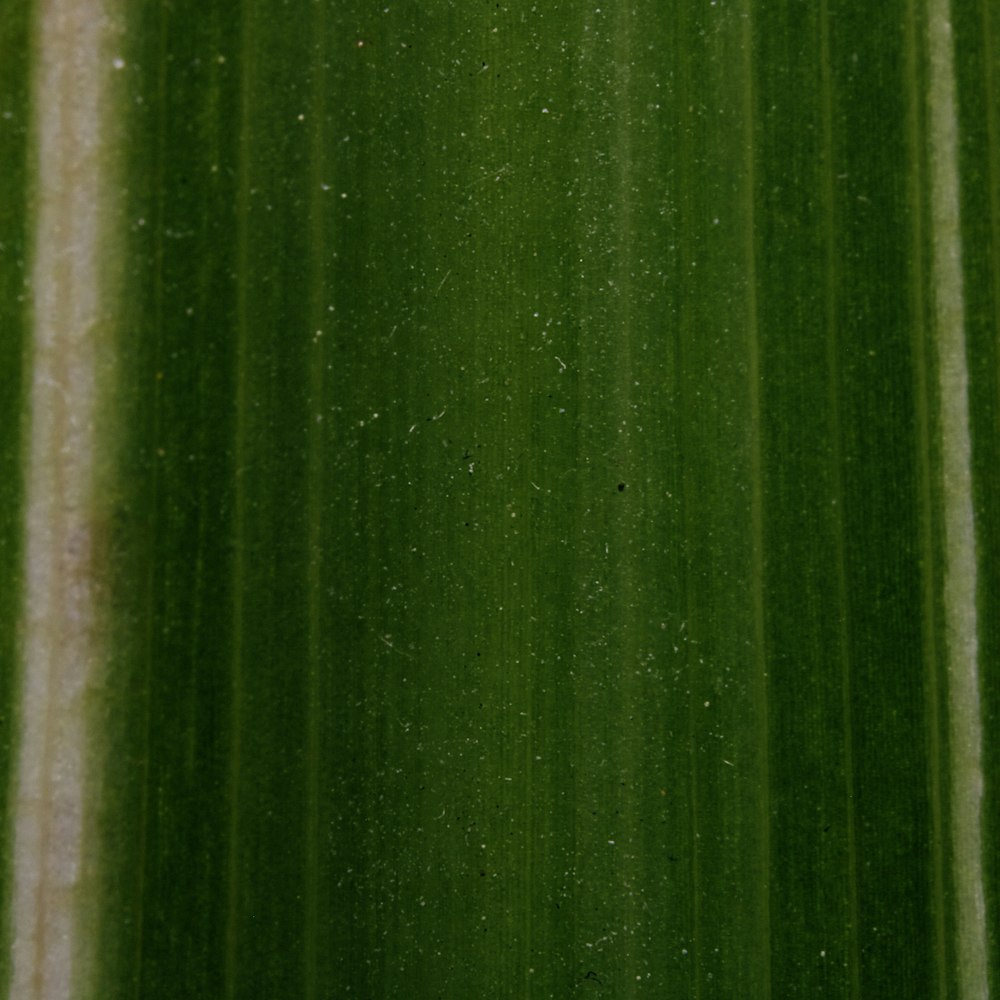 green and black window curtain