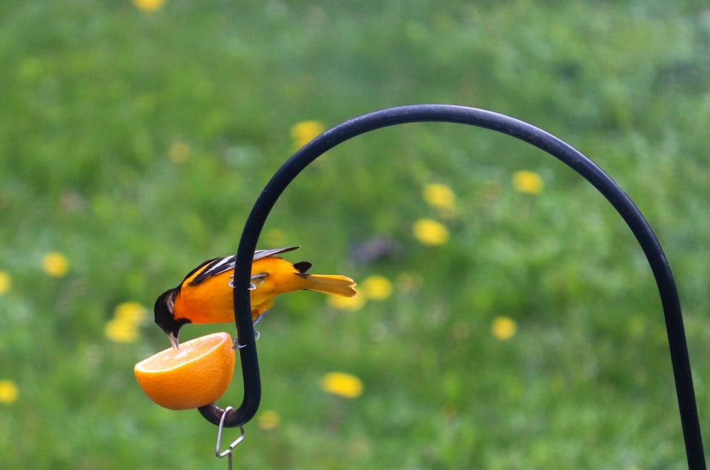 yellow flower on black metal stand