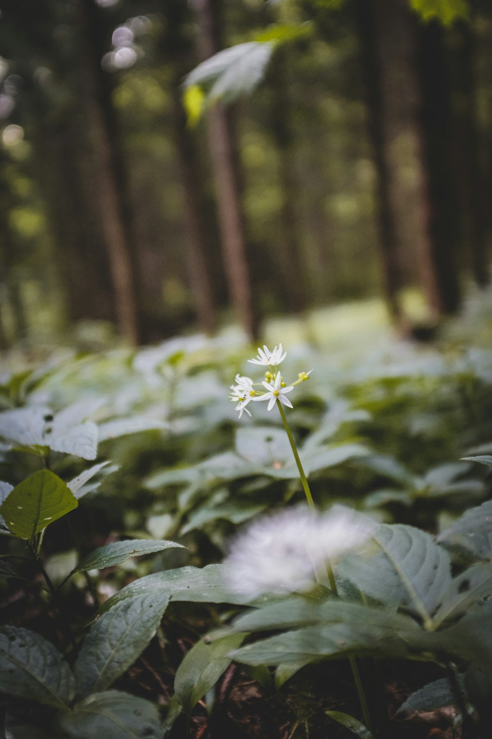 white flowers with green leaves