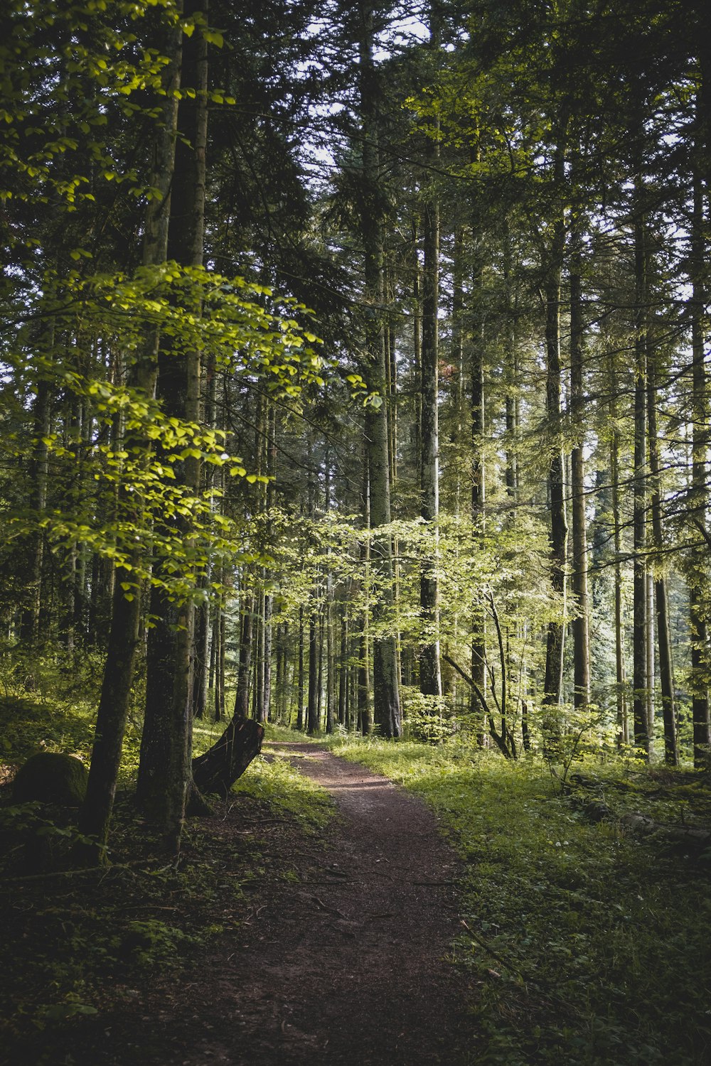 green trees on brown soil