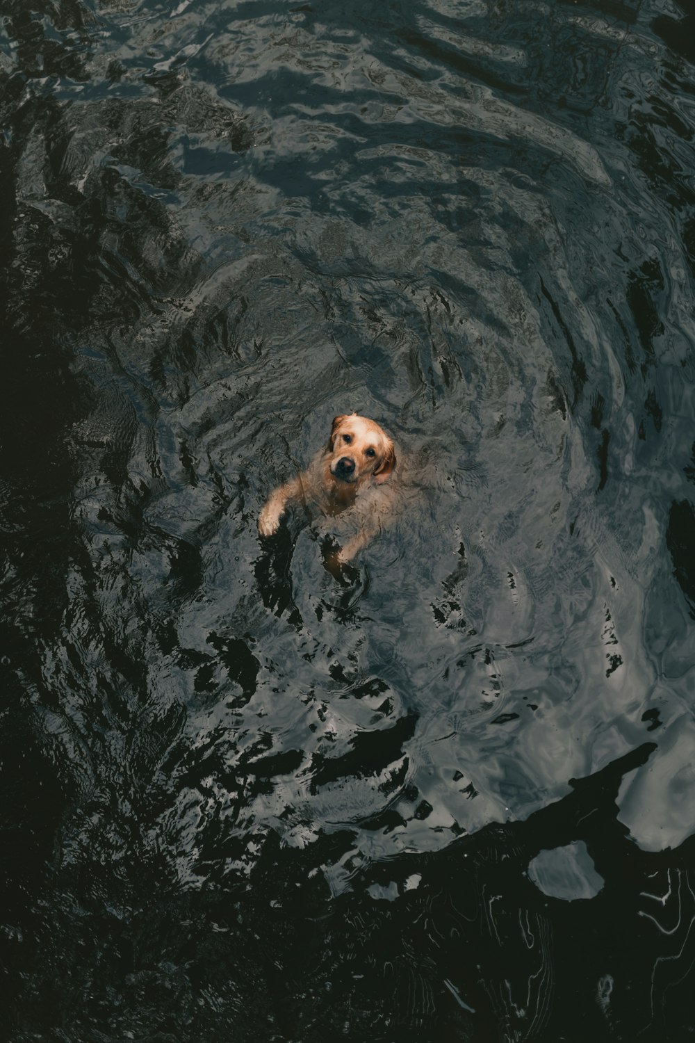 brown short coated dog on water