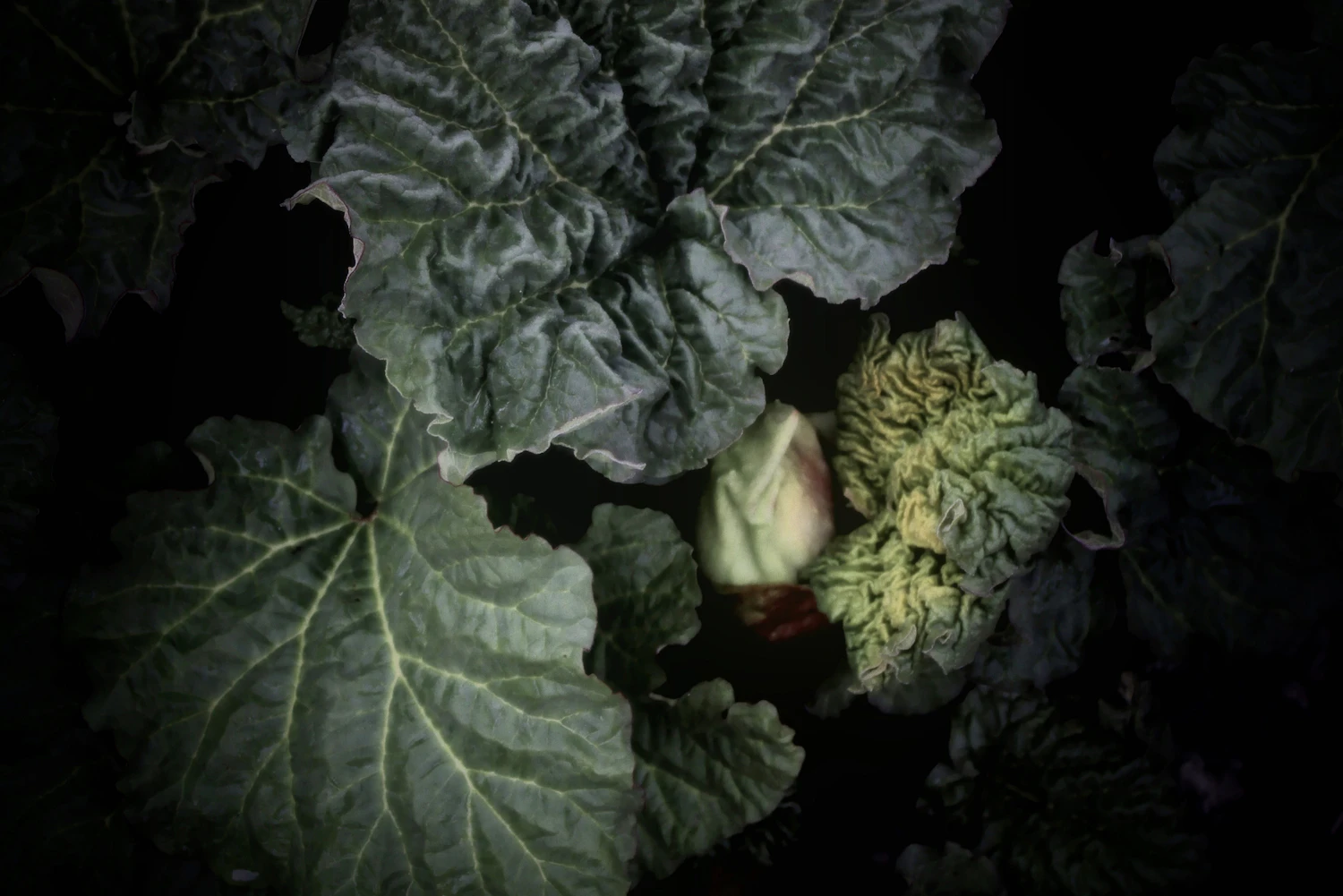 Large rhubarb leaves in deep shade