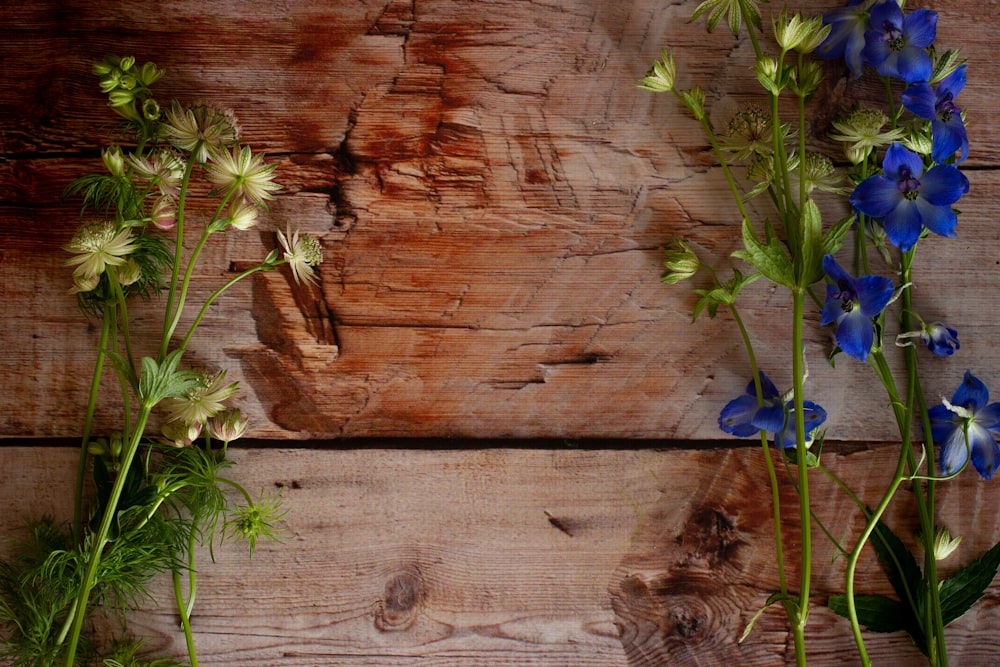 blue flower on brown wooden surface