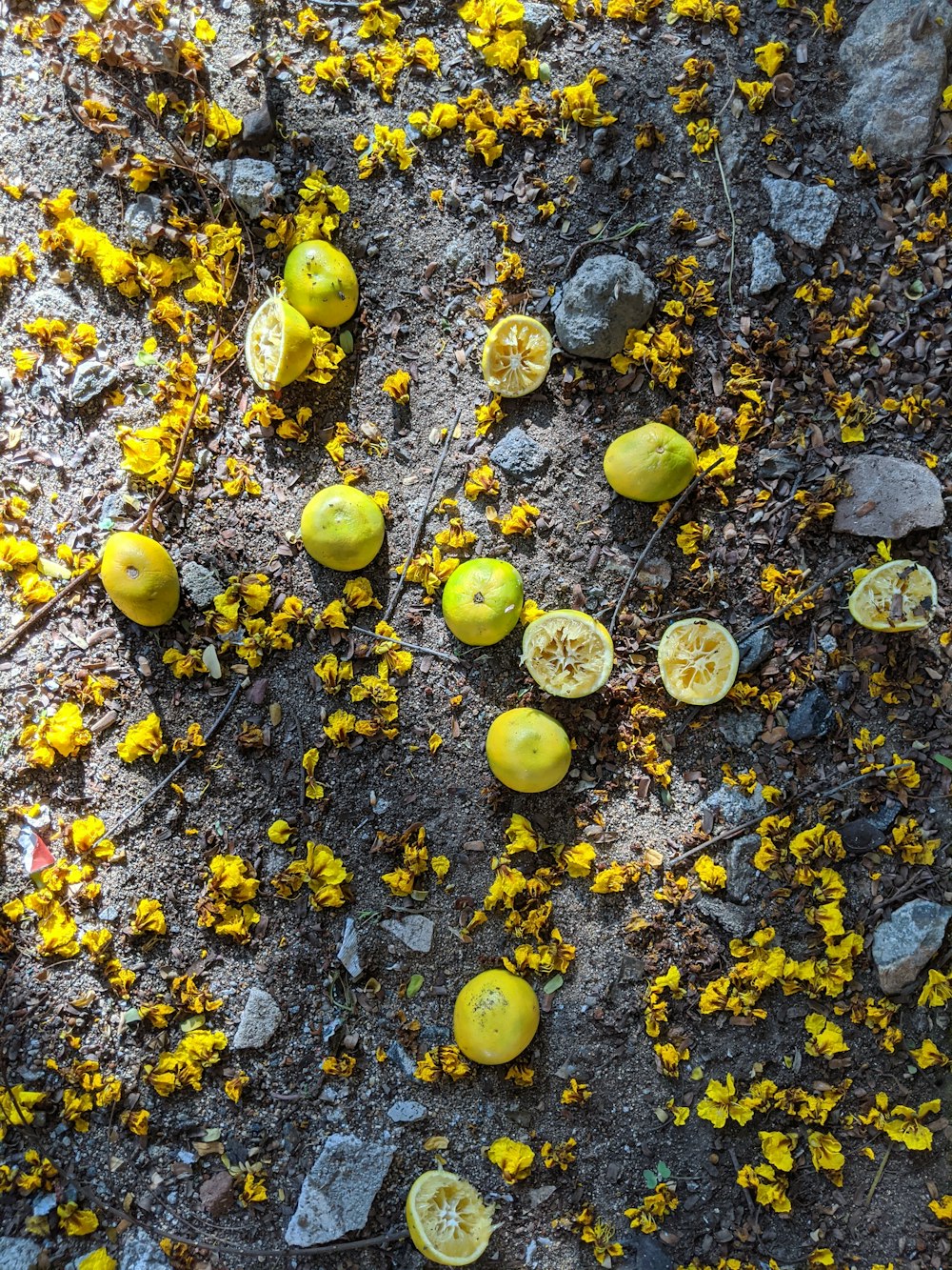 yellow round fruits on ground