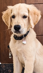 yellow labrador retriever with brown leather dog leash