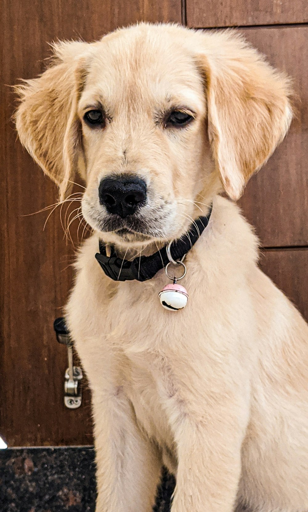 yellow labrador retriever with brown leather dog leash