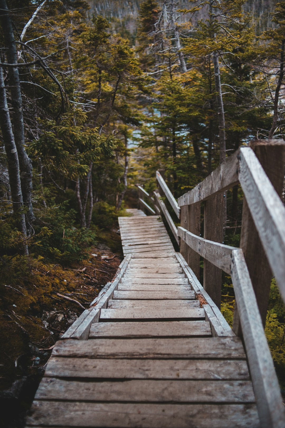 brown wooden bridge in forest during daytime