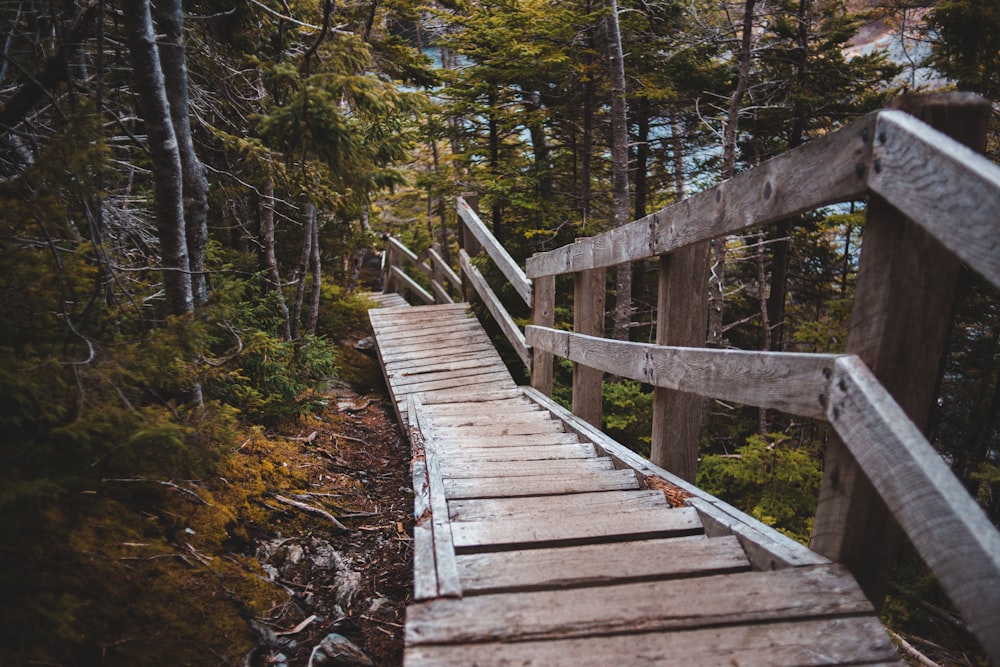 brown wooden bridge in forest during daytime