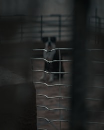 A blurry image of a black and white dog sitting behind a wire fence. The foreground is dominated by the structure of the fence, while the dog appears out of focus in the background. The setting seems to be outdoors, with muted and subdued lighting creating a somber atmosphere.